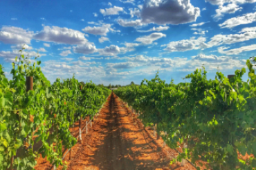 Ricca Terra Vineyard